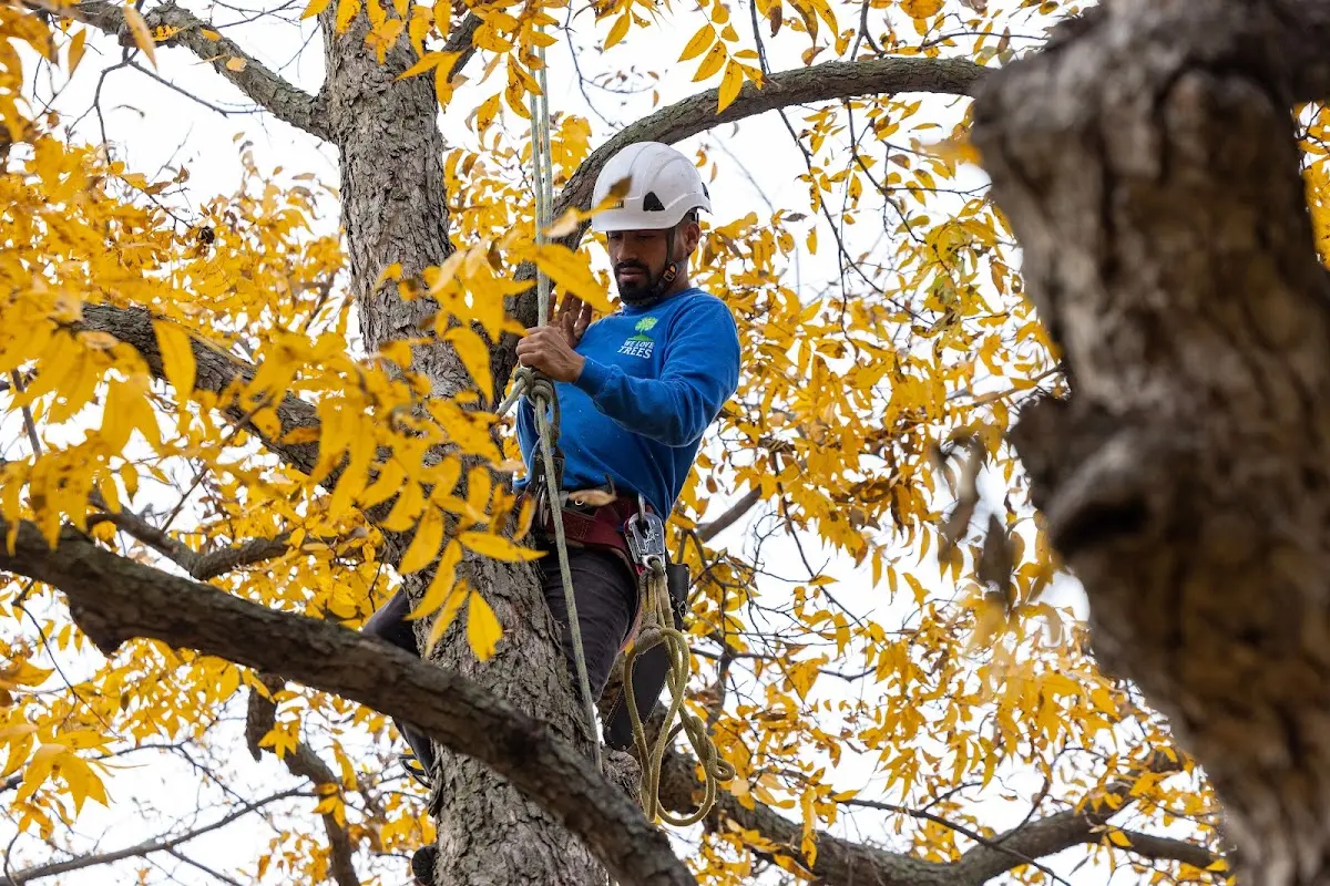 Skilled Tree Transplanting crew working in Parker Dam