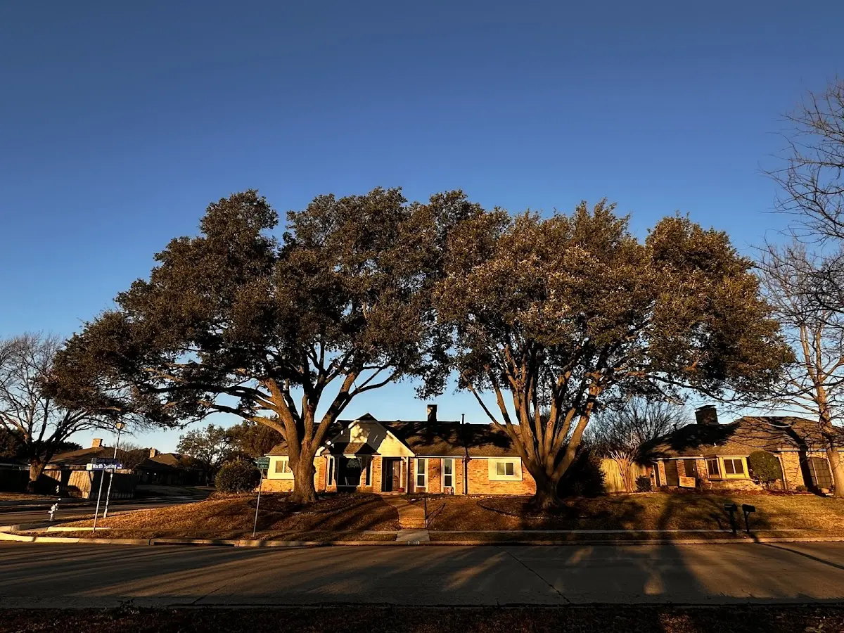Established residential canopy tree shading a home in Parker Dam